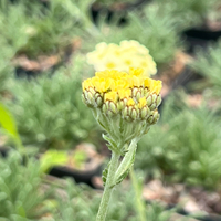 Achillea 'King Alfred'